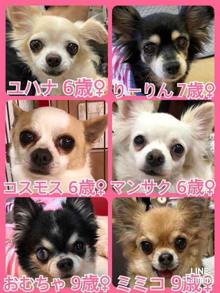 🐾今日の里親様募集中ワンコ🐶メンバーです🐾2022,3,29【保護犬カフェ天神橋店】